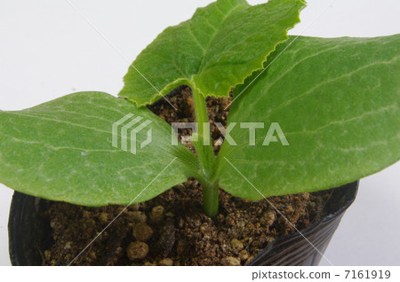 Pumpkin seedlings 7161919