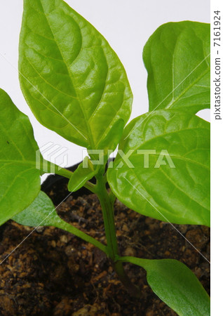 青椒苗 7161924