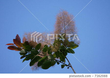 煙樹也叫煙樹。 7162088