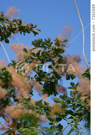 Smoke tree Also called smoke tree. 7162089