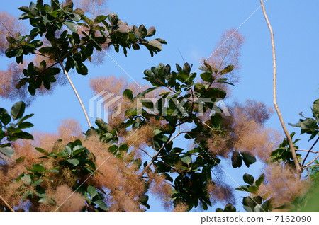 煙樹也叫煙樹。 7162090