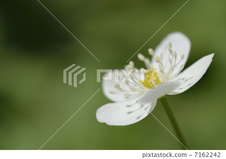Nirinso(兩個小麥草) Nirinso(兩個小麥草) 7162242