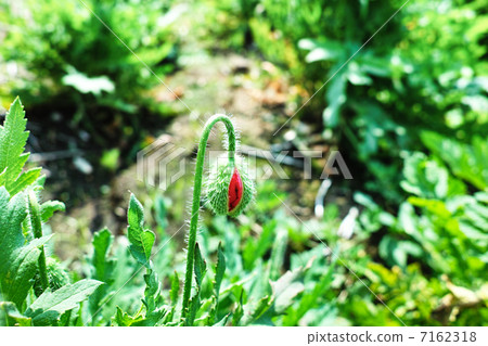 Poppy bud 7162318