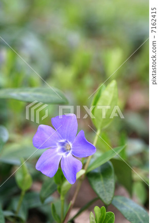 中華杏(Pleurotus chinensis) 中華杏(Pleurotus chinensis) 7162415