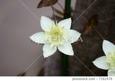 Clematis white ginseng scaleman Clematis white ginseng scaleman 7162476