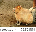 Capybara 03 7162664