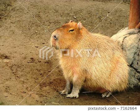 Capybara 03 7162664