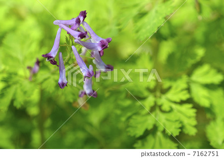 Murasaki Keman Murasaki Keman 7162751