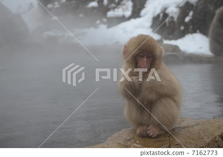 A monkey A monkey 7162773
