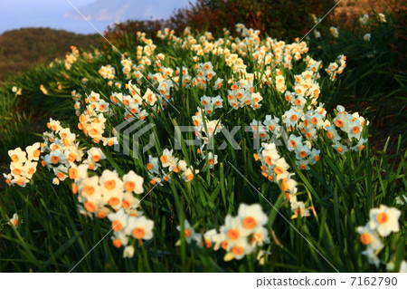 Beef Shizen Park 7162790