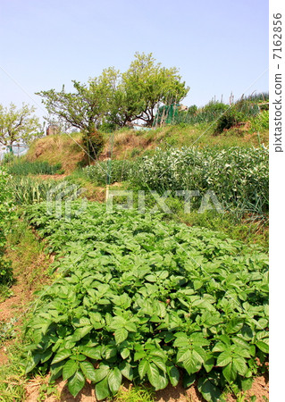 Potato field Potato field 7162856