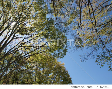 Fresh green 1 7162969