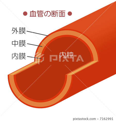 Cross section of blood vessel Cross section of blood vessel 7162991