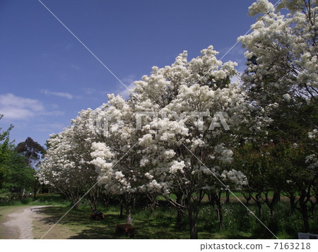 Anyway, Monja's flowers are in full bloom 7163218