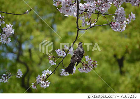 櫻花和鵝口瘡 櫻花和鵝口瘡 7163233