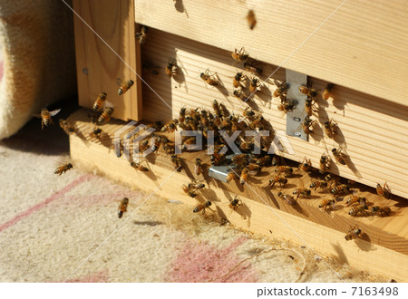 Honeycomb Box 7163498