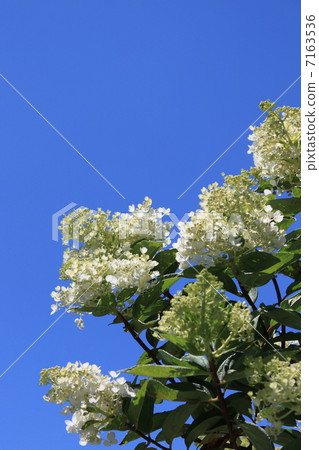 金字塔八仙花屬花和藍天 7163536