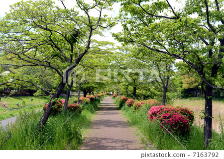 Nagawa的春季長廊 Nagawa的春季長廊 7163792