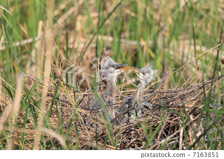 Chicks of the Hawthorn 7163851