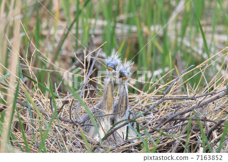 Chicks of the Hawthorn Chicks of the Hawthorn 7163852