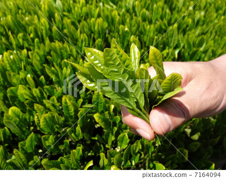 茶採摘Nipponaira手採摘 7164094