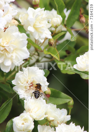 Mockybara和Hanaab Mockybara和Hanaab 7164159