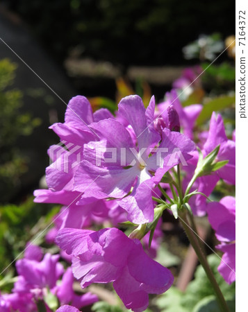 Sakire工廠 7164372