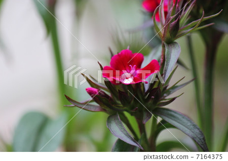 晨露 晨露 7164375