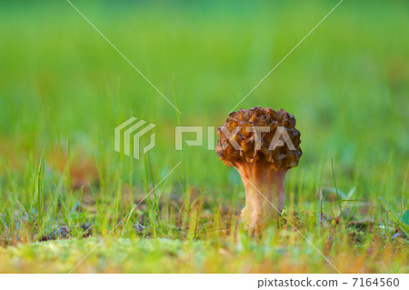 Amigasatake Amigasatake 7164560