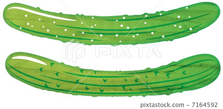 Watercolor-style cucumber 7164592