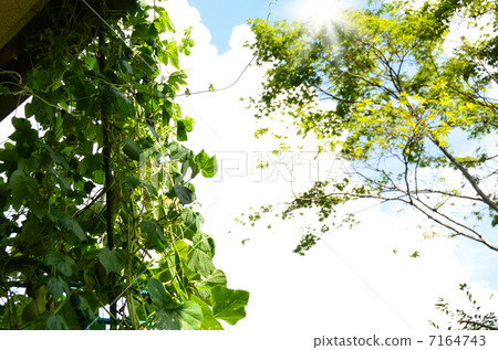 Green Curtain Green Curtain 7164743