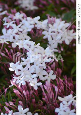 Hagoromo jasmine 7164786
