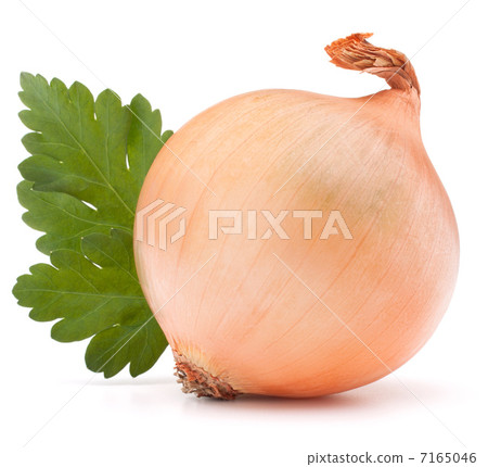 Onion vegetable bulb and parsley leaves still life 7165046