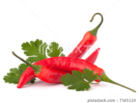 Hot red chili or chilli pepper and parsley leaves still life Hot red chili or chilli pepper and parsley leaves still life 7165120