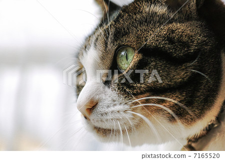Cat Cat 7165520