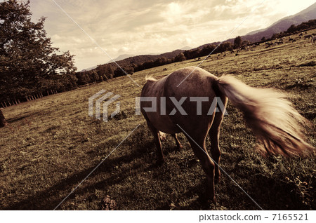Horses in Hokkaido 7165521