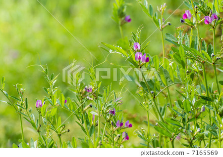 Karasuno peas 7165569