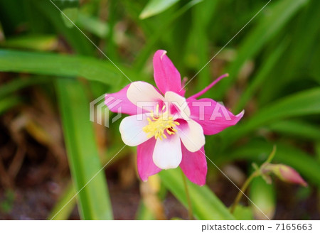 Odamaki花語：勝利女神Aquilegia 7165663