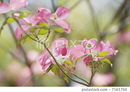 Red dogwood Red dogwood 7165708