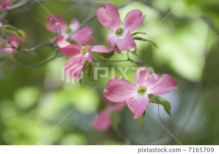 Red dogwood Red dogwood 7165709