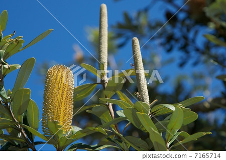 Banksia 7165714