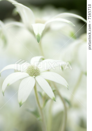 法蘭絨花“仙女白” 法蘭絨花“仙女白” 7165718