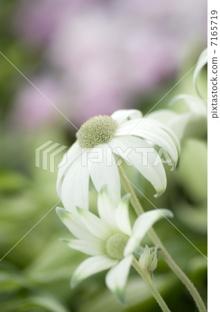 法蘭絨花“仙女白” 法蘭絨花“仙女白” 7165719