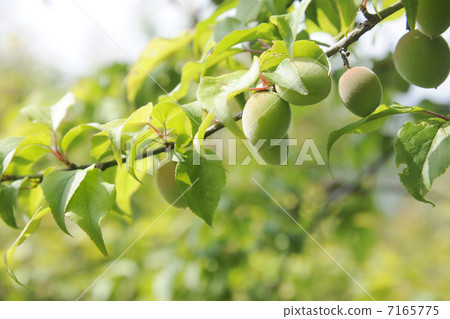 Bairin forest plantation in Kishu 7165775