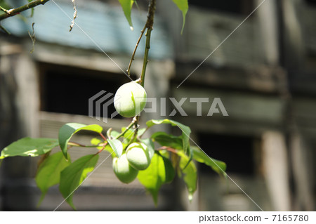 Plum fruit and beekeeping box 7165780