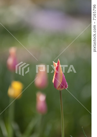 Tulip 7165796