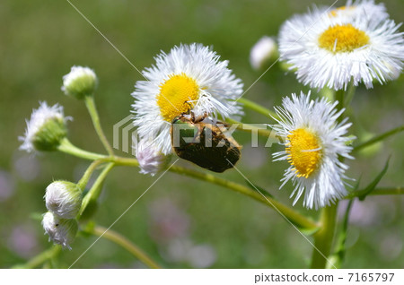 花和昆蟲Haruzion和Hanamuguri 7165797