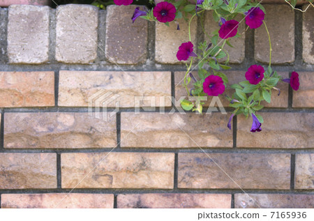 Saffinia's floral walls 7165936