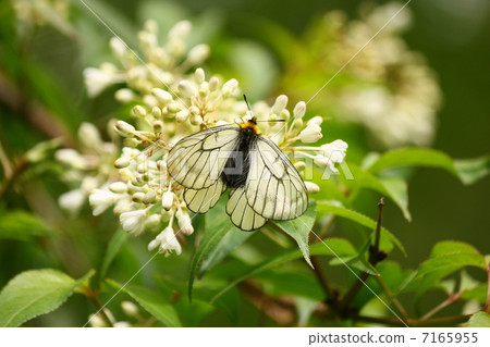 烏蘇巴族 7165955