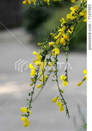 Enishida Enishida 7165965